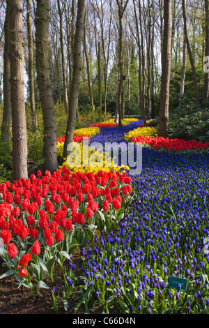 Gartenszene mit Muscari 'LATIFOLIUM' und Tulip 'ROB VERLINDEN' und Narcissus 'PIPIT' - in den Keukenhof Gärten in den Niederlanden. Stockfoto