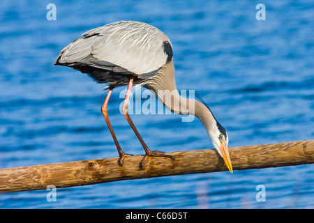 Great Blue Heron, Ardea herodias, in Zucht Gefieder, Schärfung Rechnung auf log in St Andrews State Park an der Florida Gulf Coast. Stockfoto