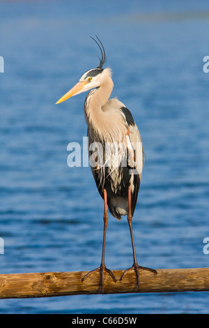 Great Blue Heron, Ardea herodias, im Zuchtgefieder, im St Andrews State Park an der Florida Gulf Coast. Stockfoto