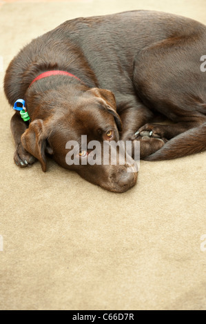 Labrador Hund Schokolade braun ruht auf Teppich Ruhe Stockfoto