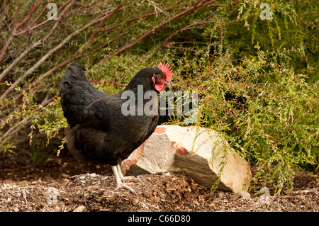 Schwarze Huhn in Garten wandern Stockfoto