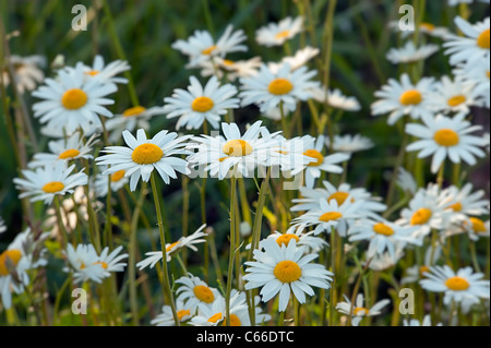 Ochsen-Auge Daisy Leucanthemum Vulgare in Blüte Stockfoto