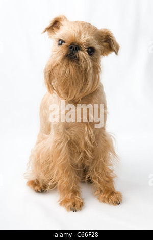 Kleiner Hund der Rasse der Griffon Bruxellois Stockfoto