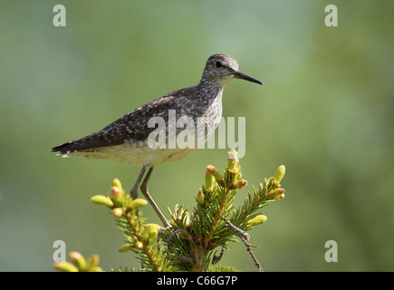 Sandpiper (Tringa Glareola) stehend auf einer Kiefer Holz. Stockfoto