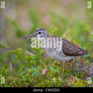 Holz-Sandpiper (Tringa Glareola) stehen in der Tundravegetation während des Anrufs. Stockfoto