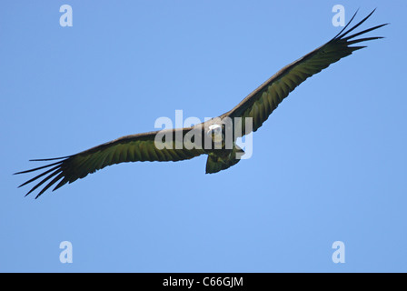 Hooded Vulture (Necrosyrtes monachus) fliegen in Gambia Stockfoto