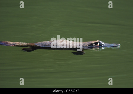 Duck-billed Schnabeltier (Ornithorhynchus anatinus) Schwimmen Stockfoto