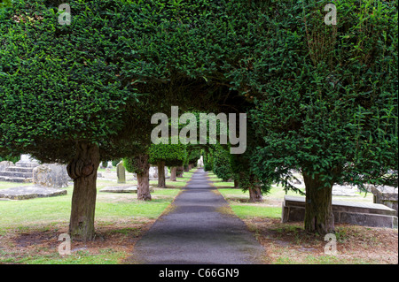 Schön geformte Eibe Bäume säumen die Wege auf dem Gelände des St. Mary Parish Church in Painswick, Gloucestershire Stockfoto