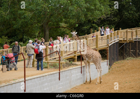 Leute zu beobachten eine Giraffe in Cotswold Wildlife Park in Burford, Oxfordshire, Vereinigtes Königreich Stockfoto