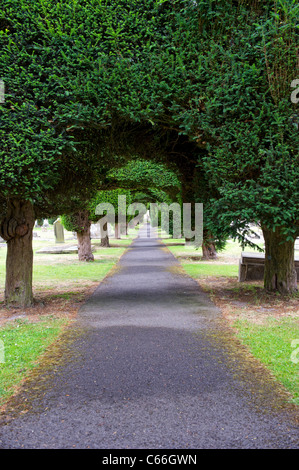 Schön geformte Eibe Bäume säumen die Wege auf dem Gelände des St. Mary Parish Church in Painswick, Gloucestershire Stockfoto