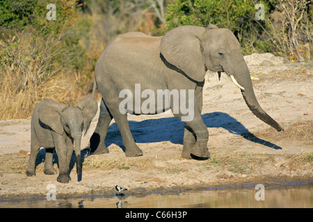 Afrikanischer Elefant Kuh (Loxodonta Africana) und ihr Kalb an einer Wasserstelle, Südafrika Stockfoto