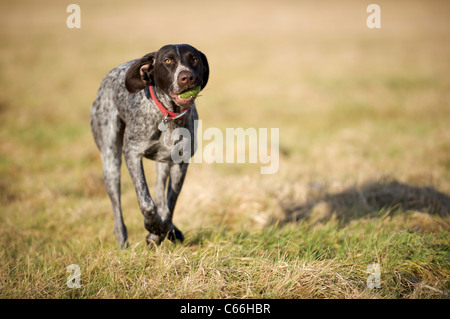 Ein deutscher Vorstehhund mit ihrem Ball laufen Stockfoto