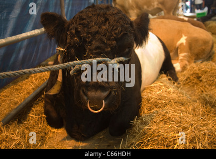 North Wales UK Belted Galloway Stier im Stall der Agrarmesse Stockfoto