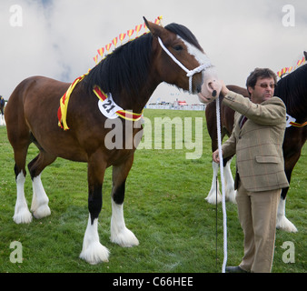 North Wales UK Mann hält Gurtzeug des Shire Horse Teilnehmer in Landwirtschaftsausstellung Stockfoto