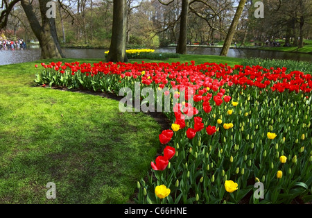 Feld mit schönen roten Tulpen Stockfoto
