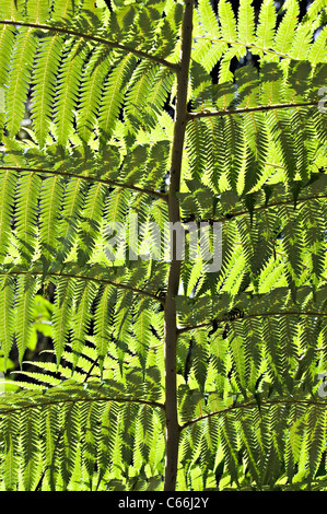 Blätter von einem Silber Baumfarn Wedel von Bridal Veil Falls in der Nähe von Makomako Raglan Waikato Nordinsel Neuseeland Stockfoto