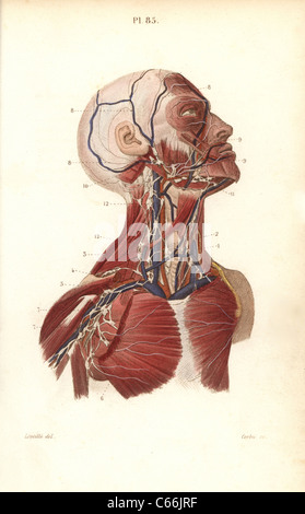 Lymphknoten und Gefäße in den Kopf, Hals und Brust. Stockfoto