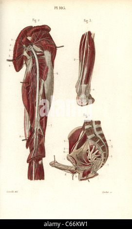 Ischiasnerv und sacral Plexus. Stockfoto
