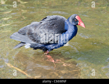 Purpurhuhn oder Pukeko Wild waten Vogel von See alkoholkranker in Hamilton Waikato Nordinsel Neuseeland Stockfoto