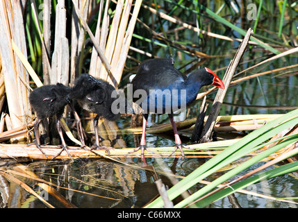 Purpurhuhn oder Pukeko Familie wilde Watvögel von See alkoholkranker in Hamilton Waikato Nordinsel Neuseeland Stockfoto
