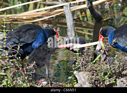 Lila Swamphens oder Pukeko Familie wilde Watvögel von See alkoholkranker in Hamilton Waikato Nordinsel Neuseeland Stockfoto