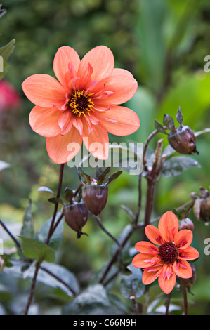 Reddy rosa Collerette Dahlia Blumen in Hamilton Gardens Waikato Nordinsel Neuseeland Stockfoto