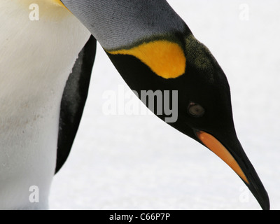 Königspinguin beugt sich über das Eis, Falkland Island Stockfoto