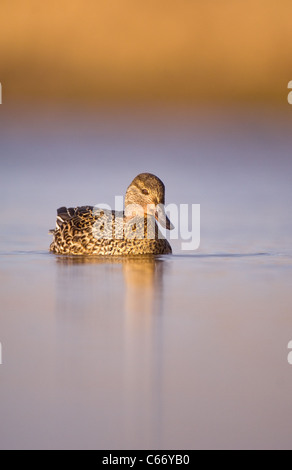 Petrol / Anas Vogelarten Porträt einer Erwachsenfrau auf einer ruhigen Lagune. Norfolk, Großbritannien. Photographer.Andrew Parkinson Stockfoto