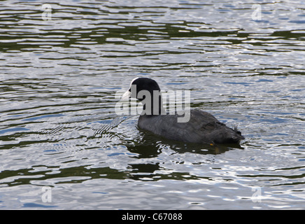 London, Kew Gardens, Royal Horticultural Society - Blässhuhn am See Stockfoto