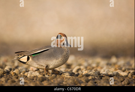 Petrol / Anas Vogelarten Profil ein erwachsener Mann auf einem Schindel-Küste. Norfolk, Großbritannien. Photographer.Andrew Parkinson Stockfoto