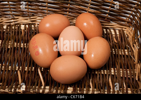 Sechs, ein halbes Dutzend, Hühner-Eiern in einem Korb Stockfoto