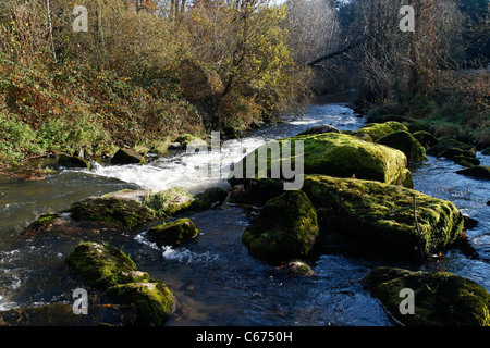 Fluss Colmont (Sentier des Moulins, Brecé, Mayenne, Frankreich). Stockfoto