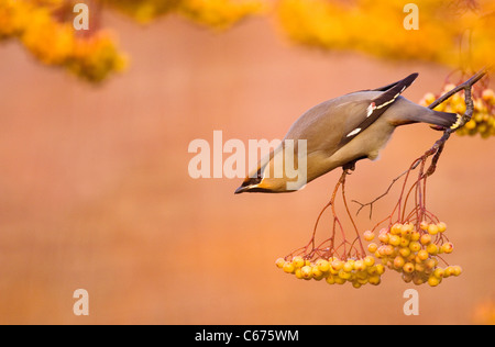 SEIDENSCHWANZ Bombycilla Garrulus Erwachsener thront auf einer eindeutigen, gelbe Vielzahl von Rowan Nottinghamshire, UK Stockfoto