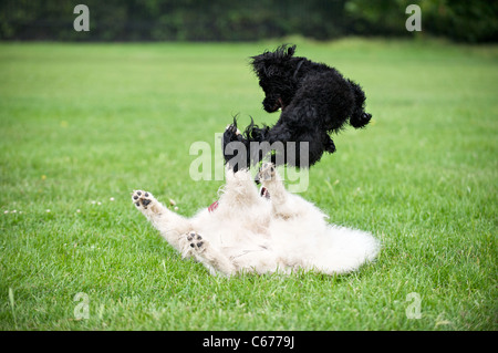 Ein Husky spielt mit einem terrier Stockfoto