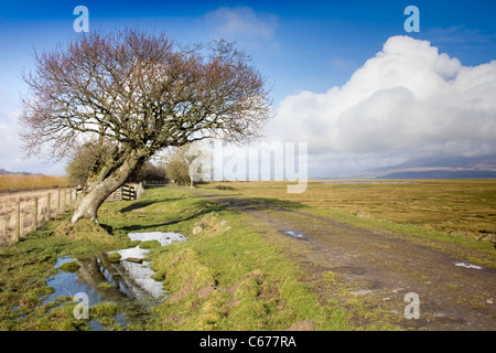 RSPB Crook Baldoon Reserve - Baum mit langen Pfütze und Track Stockfoto