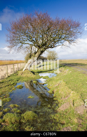 RSPB Crook Baldoon Reserve - Baum mit langen Pfütze Stockfoto