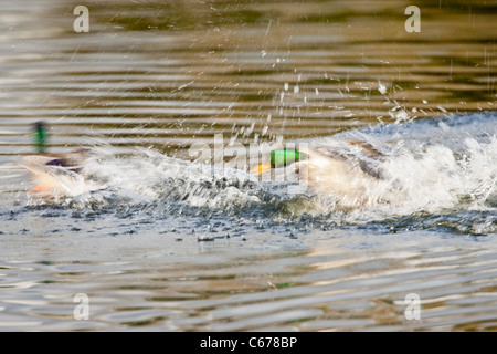 Zwei männliche Stockente Enten, Anas Platyrhynchos, kämpfen im Wasser Stockfoto