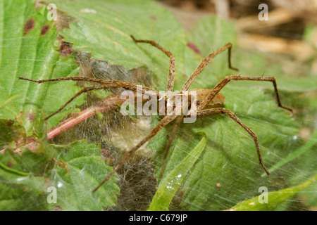 Baumschule Web Spider in Devon Stockfoto