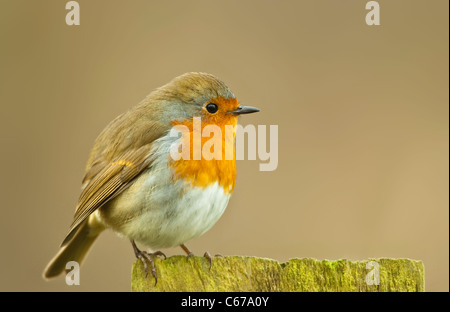 Robin Erithacus Rubecula sitzen auf Zaunpfosten Stockfoto