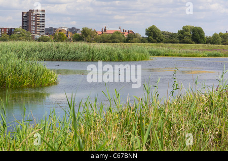 London Wetland Centre, Barnes - WWT-Website. Ein Blick auf die Lagunen. Stockfoto