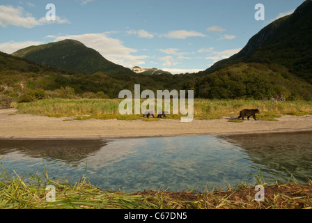 Brown trägt entlang Kinak Fluss, Katmai NP, Alaska Stockfoto