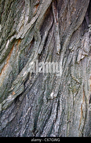 Nahaufnahme von verwitterten Baumrinde Robinie Robinia Pseudoacacia. Stockfoto