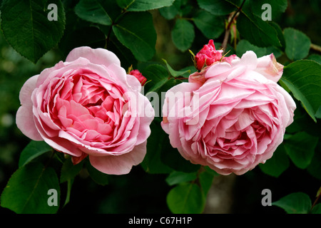 Rose, Rosa, Constance Spry (Austin, 1961). Stockfoto