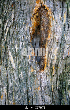 Nahaufnahme der Rinde der Osage Orange (Maclura Pomifera (Ras). Schneidegger) Baumstamm. Stockfoto