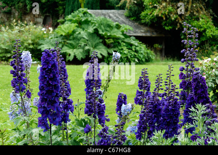 Delphinium Pacific Giants (Lassay Les Châteaux, Pays De La Loire, Frankreich). Stockfoto