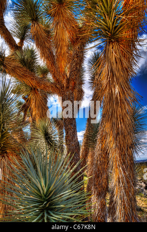 Der Joshua Tree, die größte der Yucca wächst nur in der Mojave-Wüste. Blüten. Stockfoto