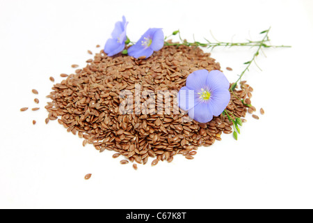 Blumen und Samen von Linum (Flachs) über weiß Stockfoto