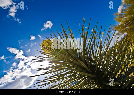 Der Joshua Tree, die größte der Yucca wächst nur in der Mojave-Wüste. Blüten. Stockfoto