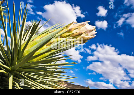 Der Joshua Tree, die größte der Yucca wächst nur in der Mojave-Wüste. Blüten. Stockfoto