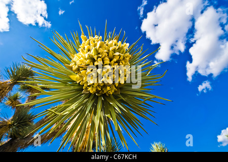 Der Joshua Tree, die größte der Yucca wächst nur in der Mojave-Wüste. Blüten. Stockfoto